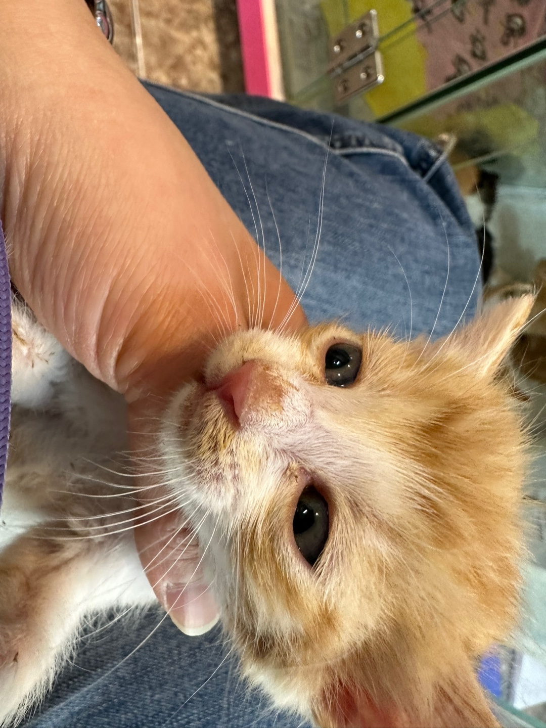 대한동물사랑협회_446482202300256